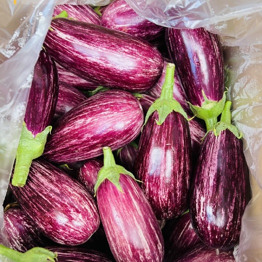 诏安县青茄  精品花茄子，陆续上市，基地直供，欢迎采购
