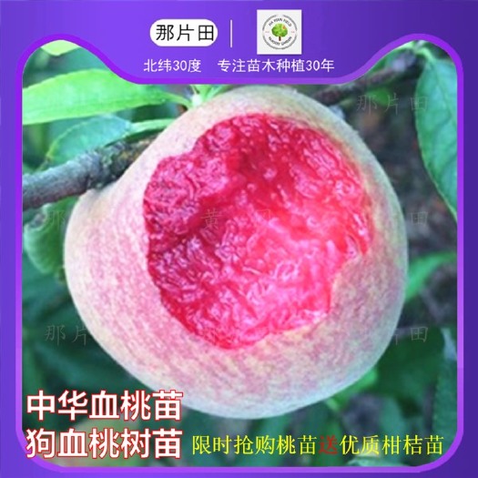 黄冈 狗血桃苗中华血桃春雨血桃香桃红桃红蜜永莲蜜大突围秋雪绯玉紫玉