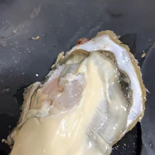 阳江三倍体生蚝  三倍体