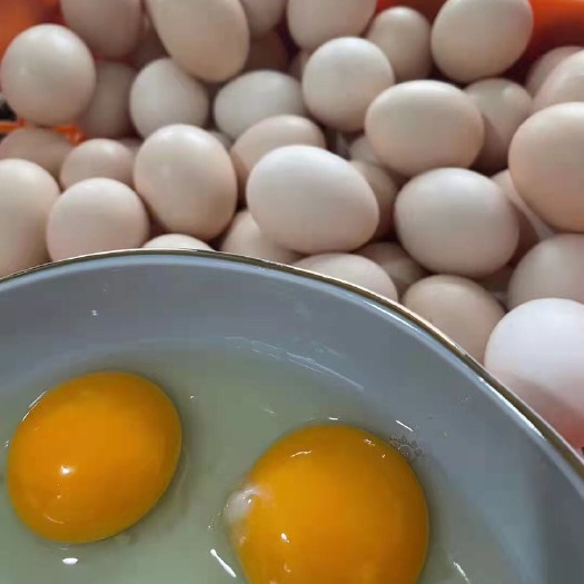 粉壳蛋 粉皮三色黄土鸡蛋