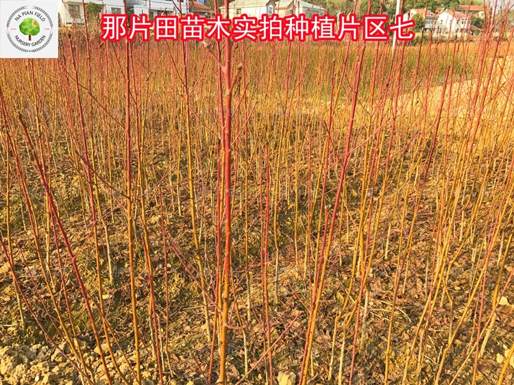  狗血桃苗中华血桃春雨血桃香桃红桃红蜜永莲蜜大突围秋雪绯玉紫玉