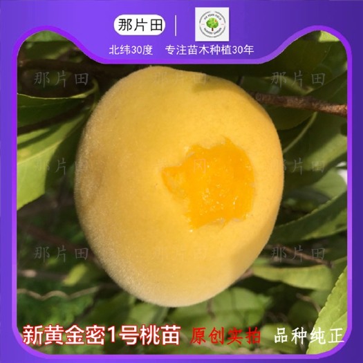 黄冈黄金蜜桃树苗  黄金蜜1号桃子树苗黄金蜜桃0号2号3号4号5号6号7号桃树苗