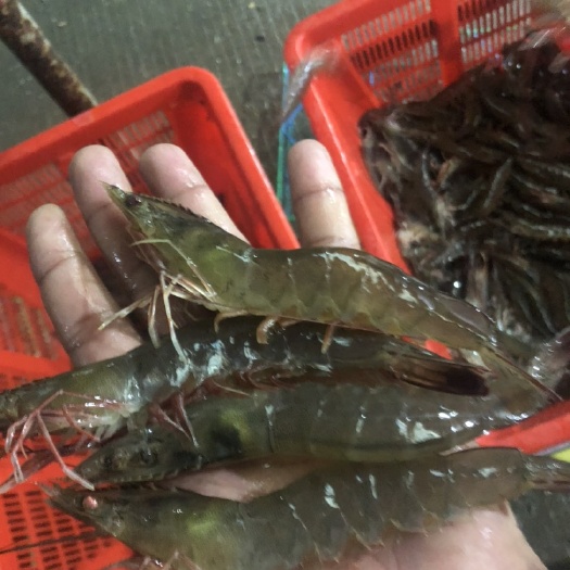 北海基围虾 鲜活虾 各地均可发 需要详谈！