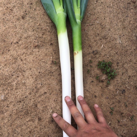 平度市平度铁杆大葱 毛葱耐运输葱白粗硬 质量求生存欢迎致电采购