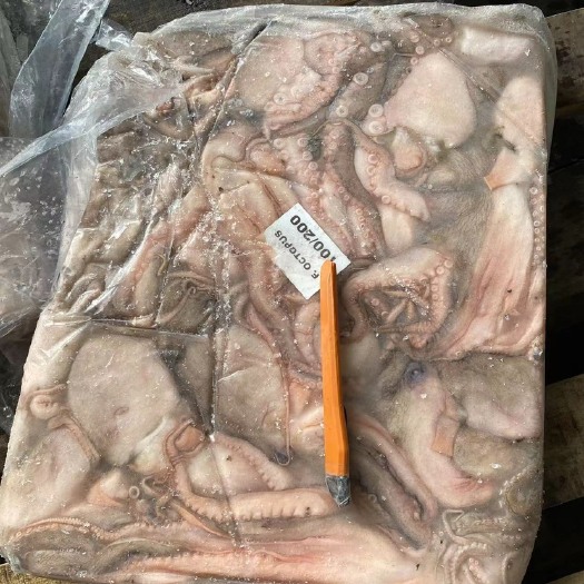 福州印度短脚章鱼