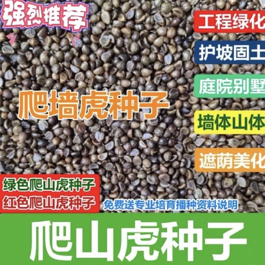 四季常青爬山虎种子室内爬藤植物种子庭院攀援花卉种子爬墙虎种籽