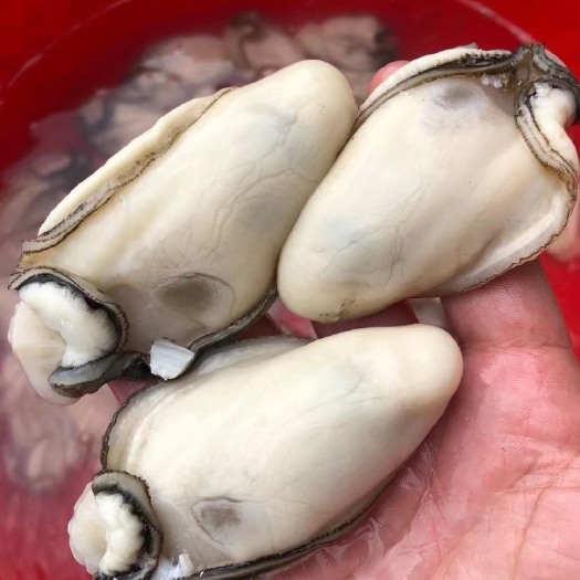 阳江生蚝  特大蚝肉