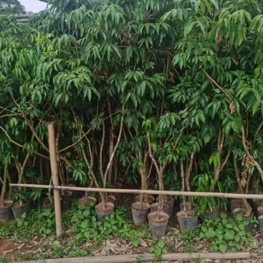 博罗县 荔枝苗，征收的霸王苗，很靓。