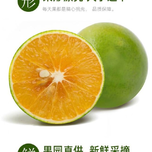 儋州市橙子  海南多汁橙