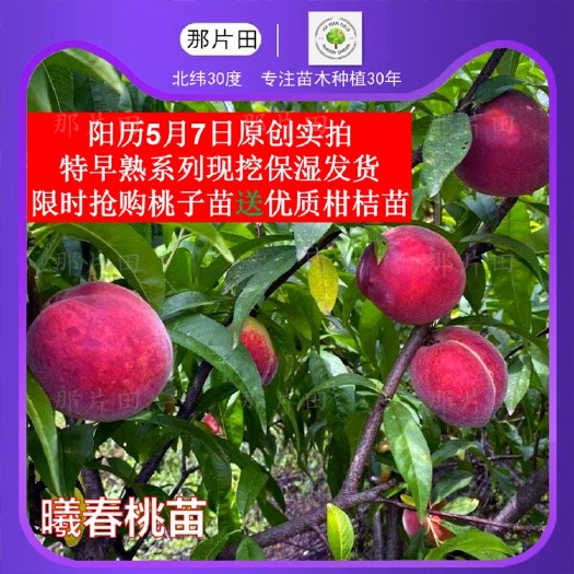 黄冈曦春桃苗 阳历5月上旬成熟特早熟高糖硬果红皮白肉新品种特早红桃中桃稀春