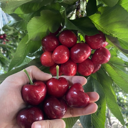 泰安美早苗  美早樱桃苗 矮化美早樱桃苗 吉塞拉6号 12号根系 成活率高
