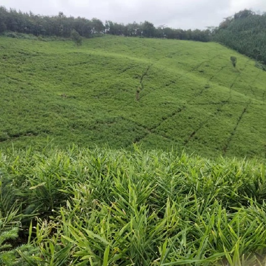 隆林县肉姜 大好姜山