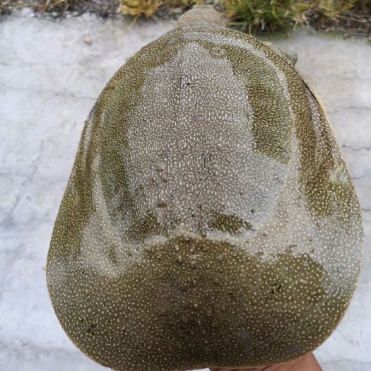 浙江河姆渡茭白田甲鱼示范基地，甲鱼