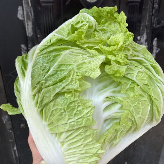 广水市广水余店大白菜净菜1颗顺丰包邮￼