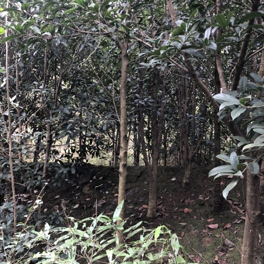 绵阳丹桂  桂花树