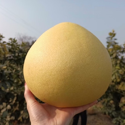红心蜜柚