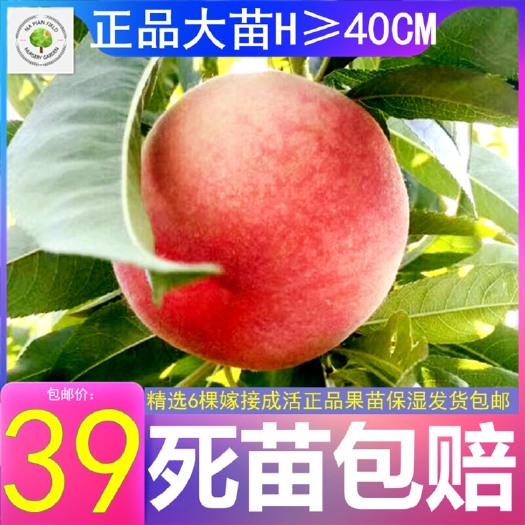 黄冈春蜜桃树苗  春蜜特早红桃中桃紫玉突围金凤中油蜜玉金冠早露蟠中蟠7油蟠5苗
