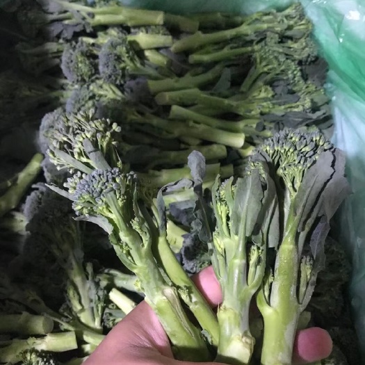 广州本地西兰苔