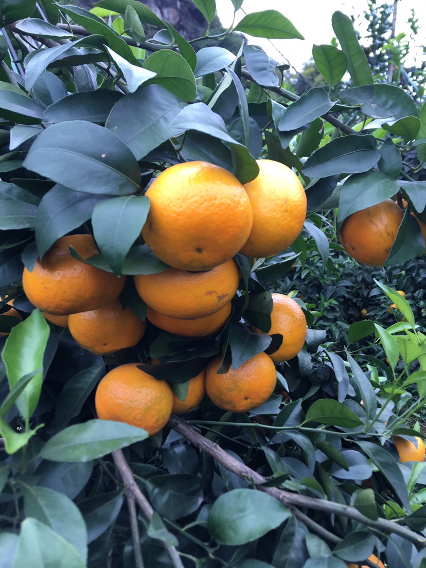 沃柑 广东省茂名市高州市