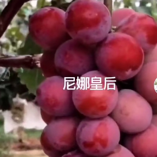 绥中县妮娜皇后葡萄苗  尼娜贝达嫁接苗