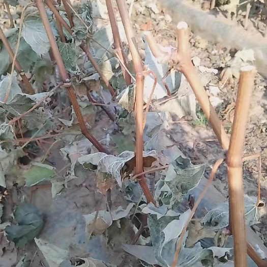 绥中县阳光玫瑰葡萄苗  阳光玫瑰精品葡萄苗