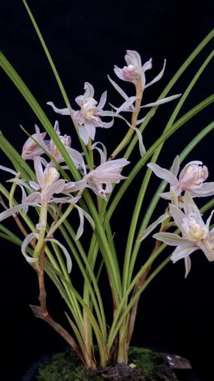  兰花莲瓣兰金沙树菊，不一样奇花，香气扑鼻，韵味十足