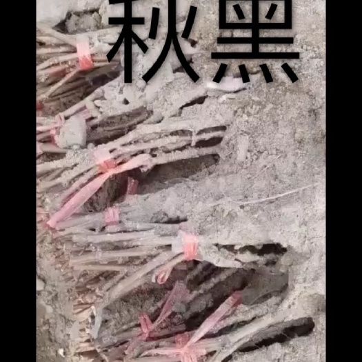 绥中县秋黑葡萄苗 秋黑 贝达嫁接苗
