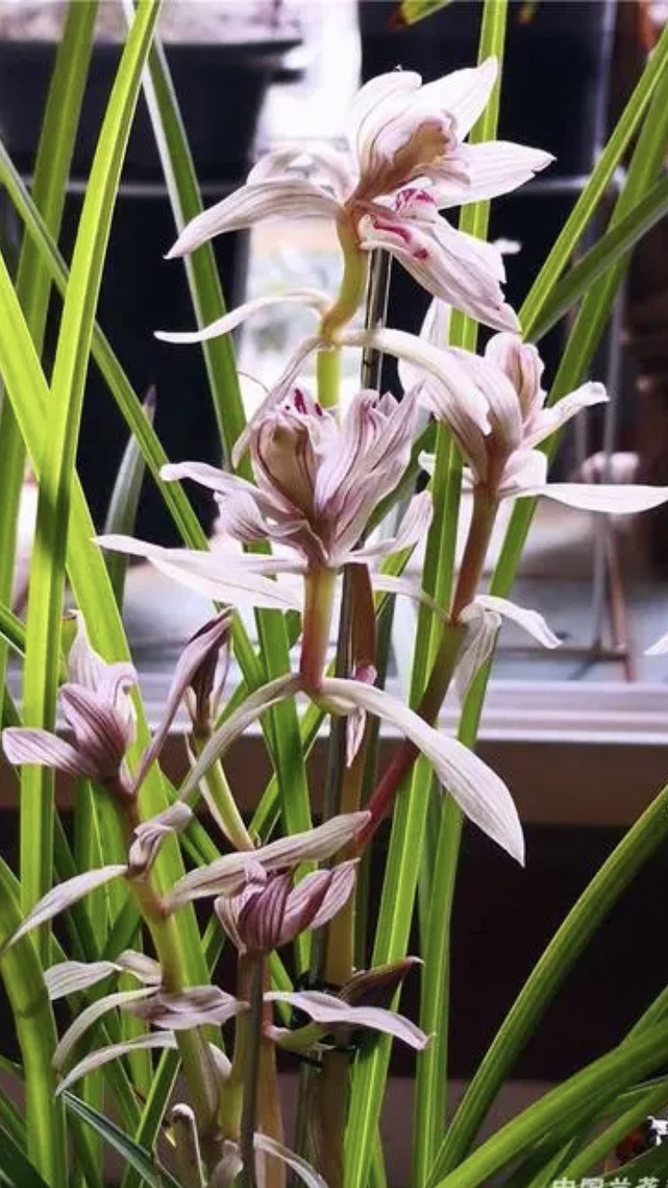  兰花莲瓣兰金沙树菊，不一样奇花，香气扑鼻，韵味十足