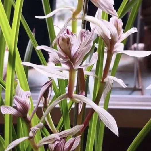 南靖县 兰花莲瓣兰金沙树菊，不一样奇花，香气扑鼻，韵味十足