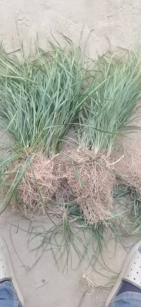 宜城市中叶麦冬草干净无土采果苗