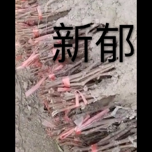 绥中县新郁葡萄苗贝达根