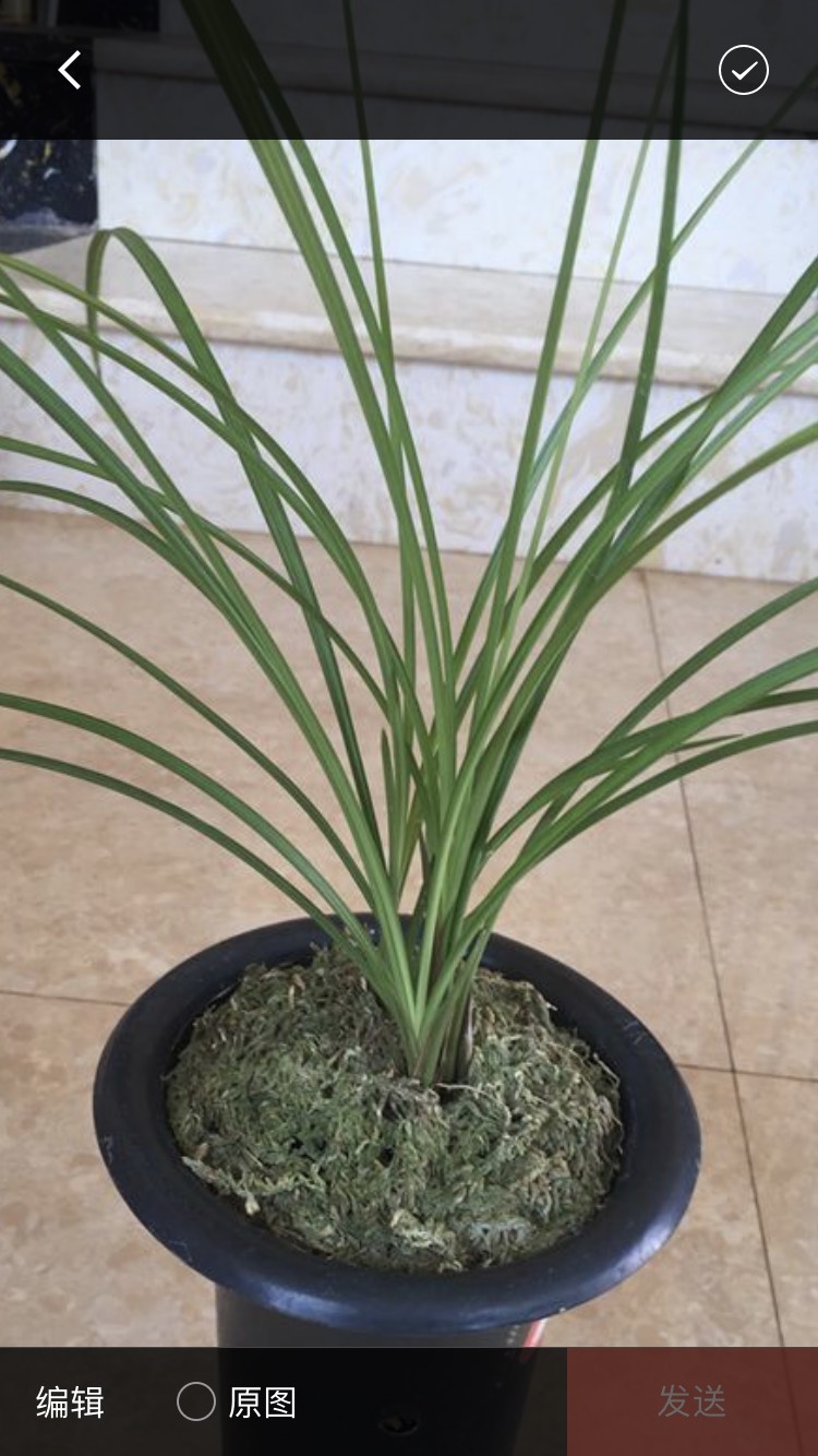  兰花莲瓣兰金沙树菊，不一样奇花，香气扑鼻，韵味十足