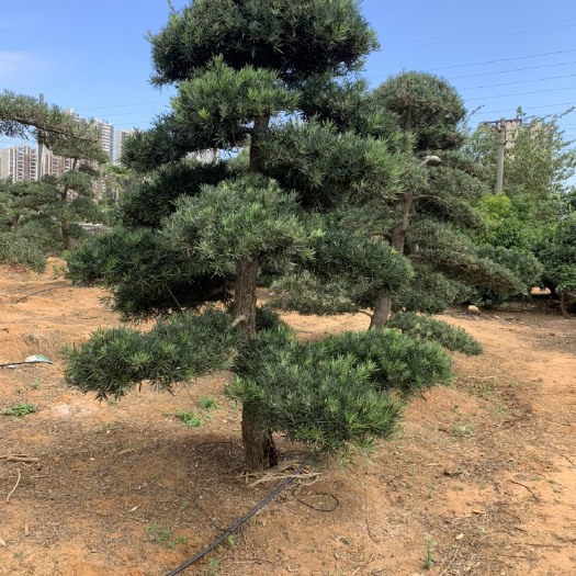 北海 一批工程满片罗汉松，价格便宜。