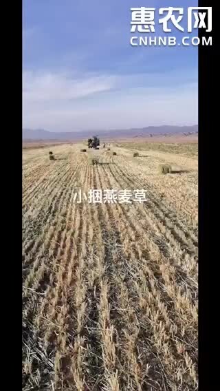 山丹县青干草饲料  燕麦草