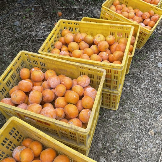 茂￼谷柑  广西扶绥县茂谷柑，大量上市，红土地果，甜度好，