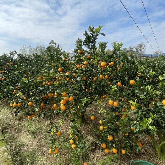 赣南脐橙产地直销新鲜现摘承接公司福利发放系列订单保质保量