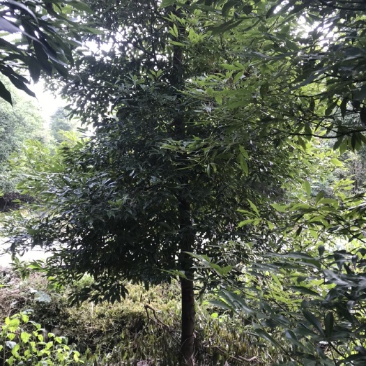 小叶桢楠 金丝楠木
