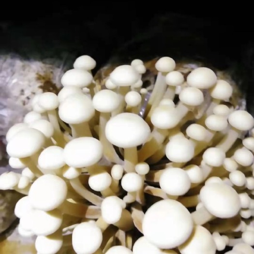 湄潭县 黄色金针菇，低价买卖