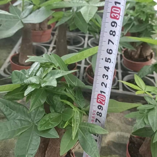 广州独杆发财树 90盆3拼发财树