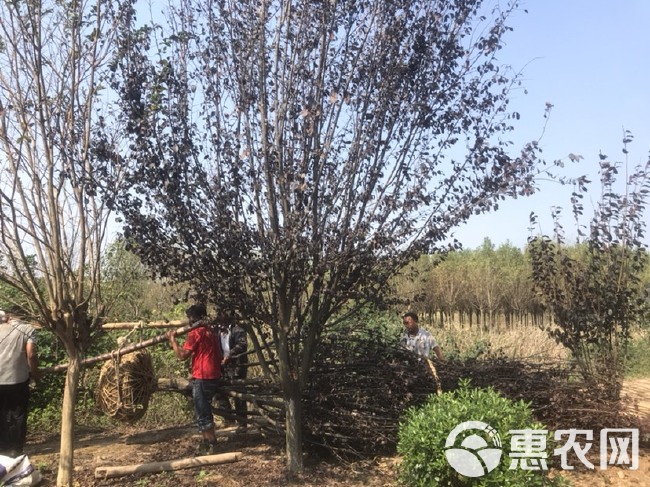 垂丝海棠 北美海棠