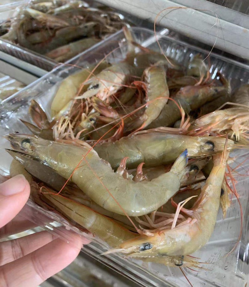 中国对虾  北海海麻虾 蓝尾虾 海捕大虾 液氮活虾