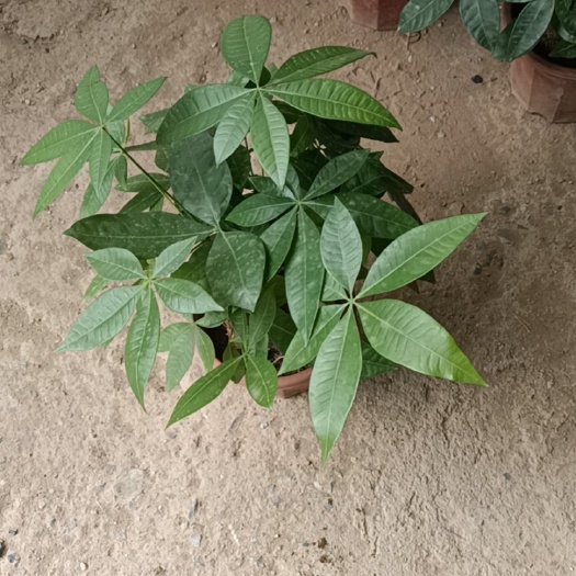 广州独杆发财树  230盆发财树