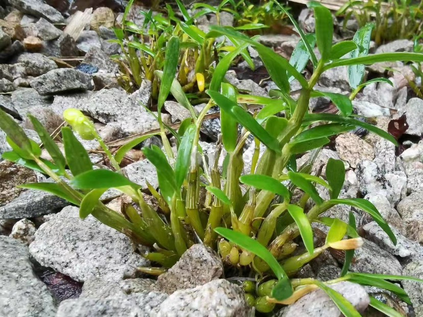 石斛米斛  霍山米斛、烤条，枫斗，林下种植，批发霍山米斛