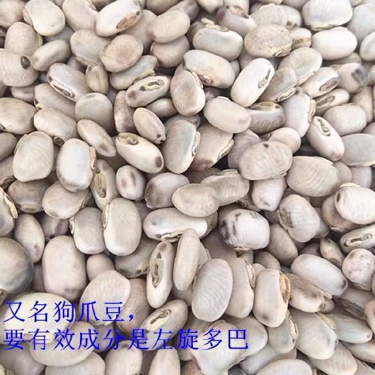 富川县 农家猫豆/狗爪豆/富含左旋多巴