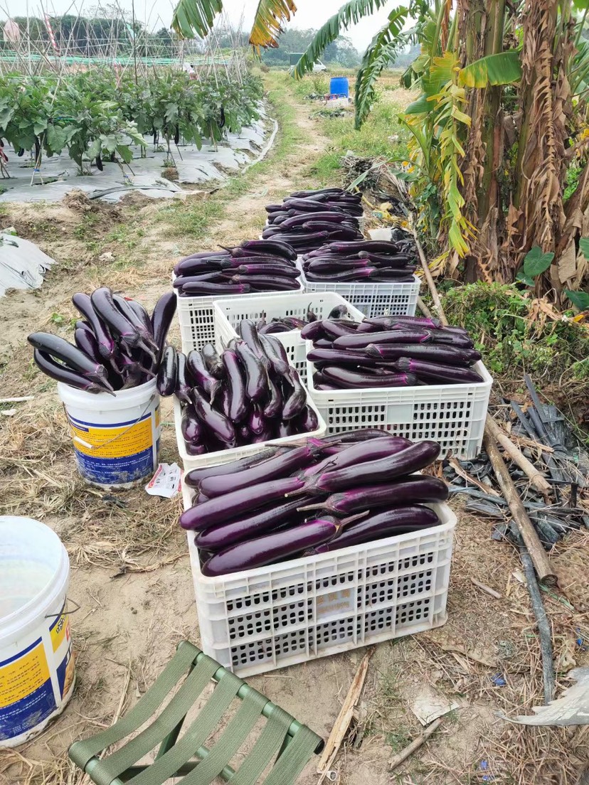 茄子苗 中茄嫁接苗 ，苗场基地直销。