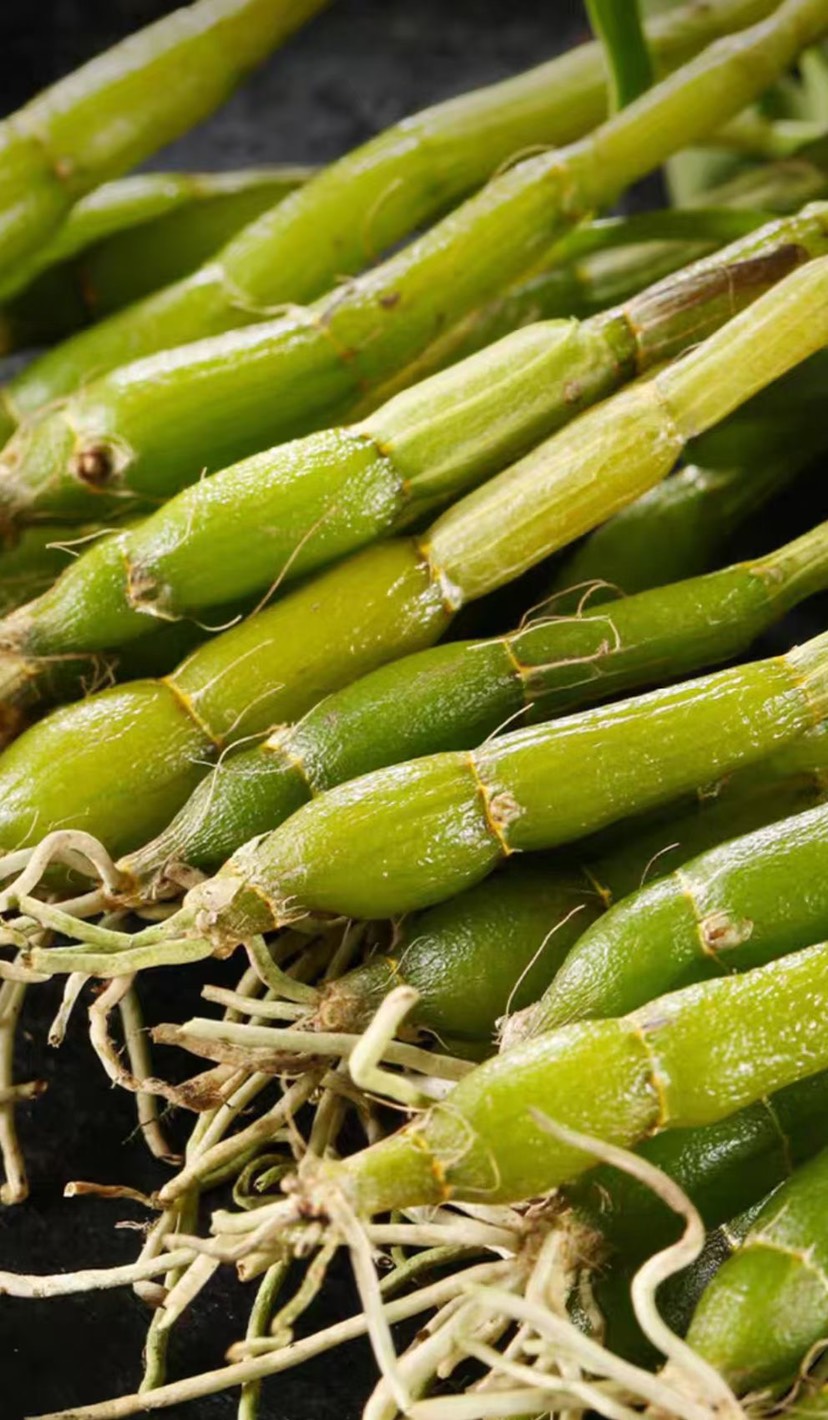 石斛米斛  霍山米斛、烤条，枫斗，林下种植，批发霍山米斛