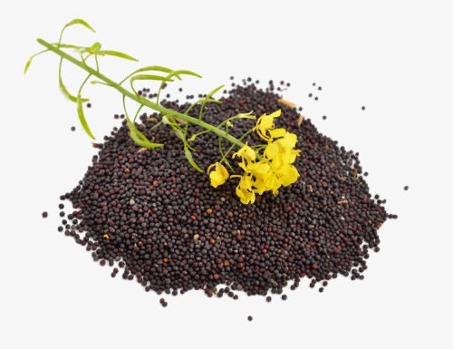 河间市 油菜籽and油菜籽油