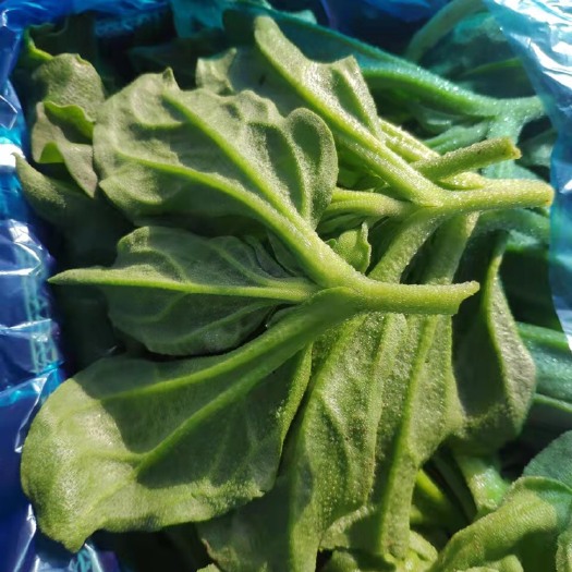 南通日本冰草  蔬菜基地,冰草，冰菜，大棚种植，品相优良，货源充足