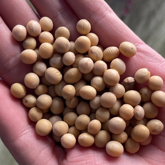 周口黄大豆  东北黄豆 。磨豆腐 用。物美价廉