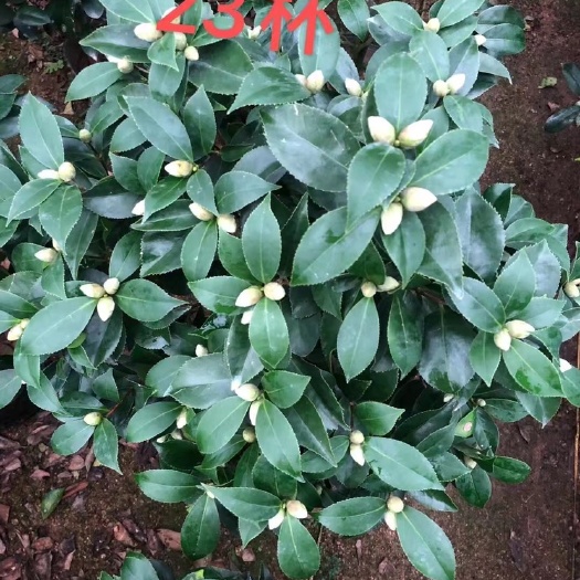 漳平市 各种规格赤丹茶花，五色茶花，香妃茶花